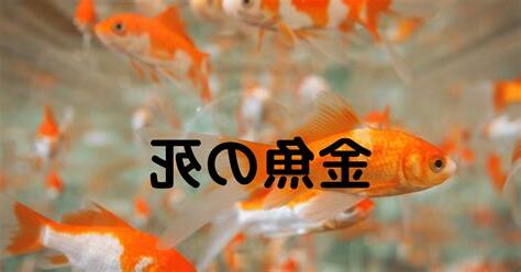 金魚 死